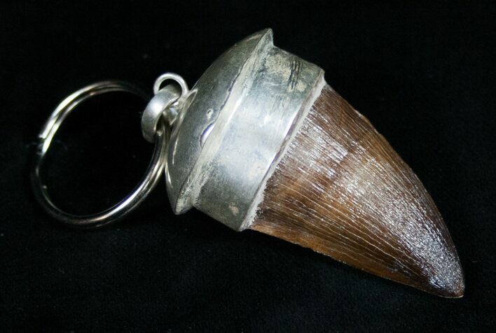 Authentic Fossil Mosasaurus Tooth Keychain #11063